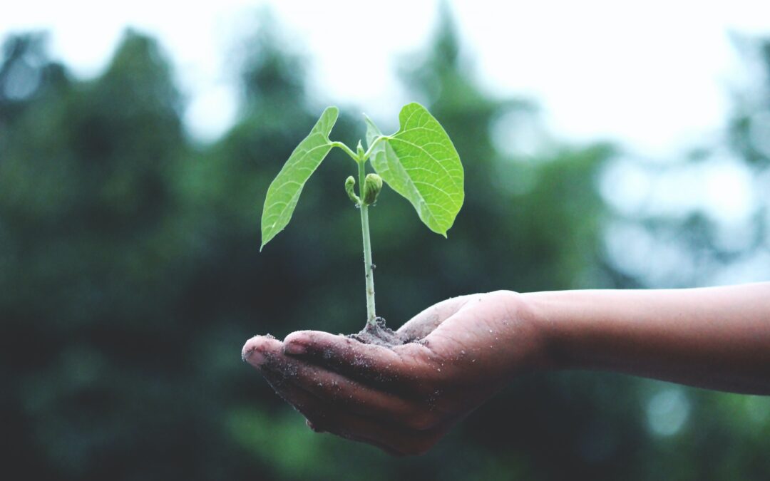 A hand holding a plant seedling