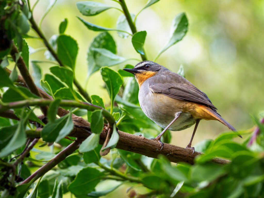 A robin on a leafy branch